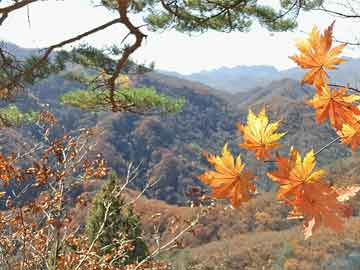 2004新澳门天天开好彩大全正版揭秘市场潜规则,2004新澳门天天开好彩大全正版_{关键词3}