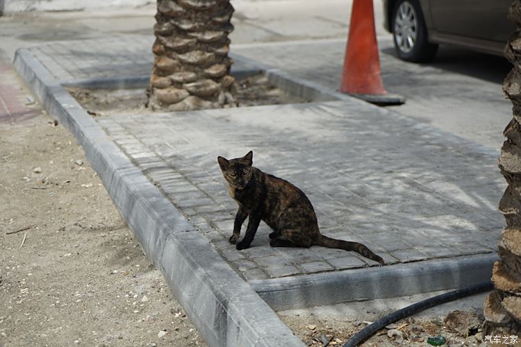 别惹路边的怪猫(Oiiai)，神秘魅力的探索之旅