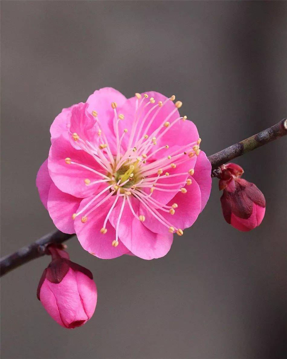 冬去春会来，雪化花会开