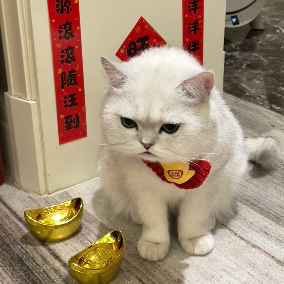 小猫的祝福，今年你将迎来大财，感谢这可爱的预言家