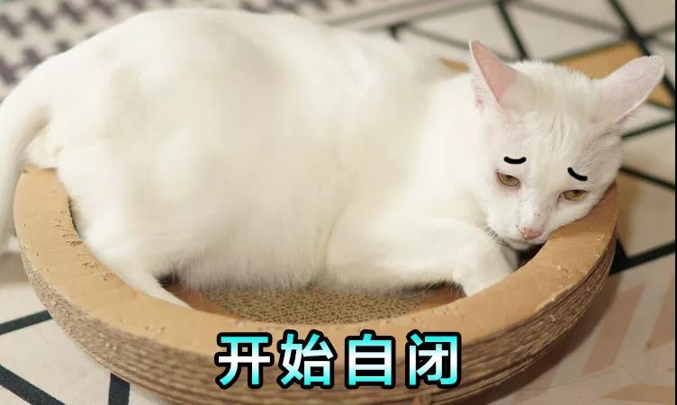 留守小猫的家长终于归来，重逢背后的温馨故事与启示！🌟🐱✨悬念揭秘时刻开启。