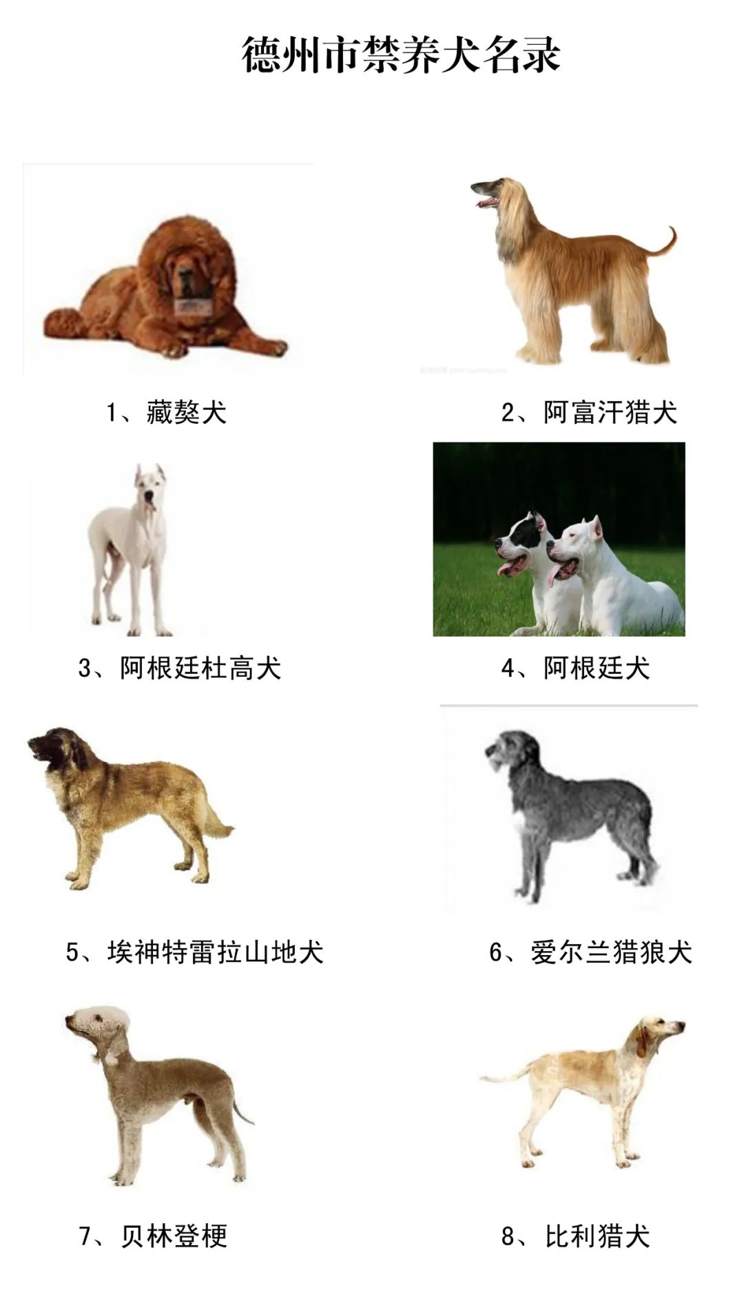 惊！全国禁养犬名单即将统一、你家毛孩还能留吗？