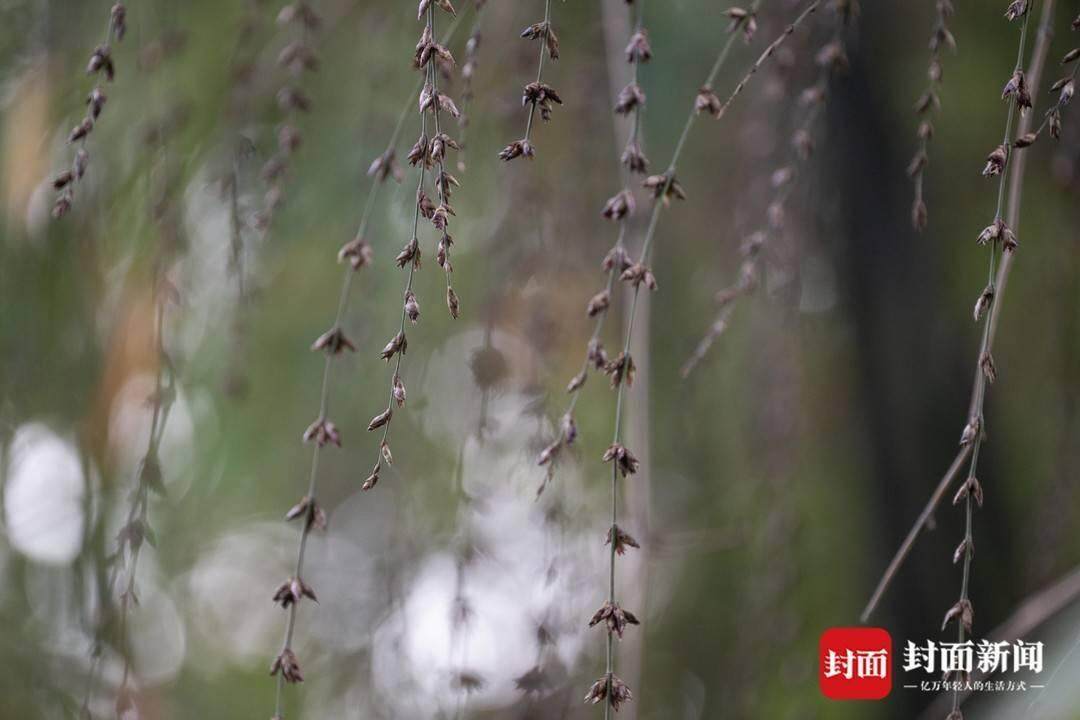 震惊！成都竹子神秘开花，错过这次竟要再等60年！背后真相令人唏嘘……